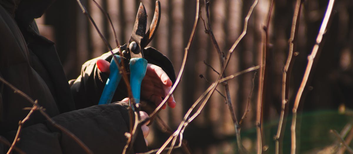 Gardener using pruning shears on shrubs during autumn with sunlight filtering through.